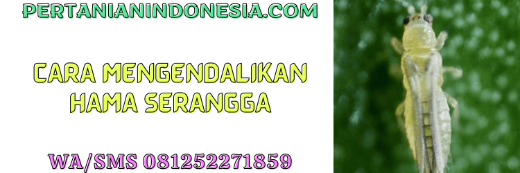 cara,pengendalian,hama,serangga,pertanian indonesia